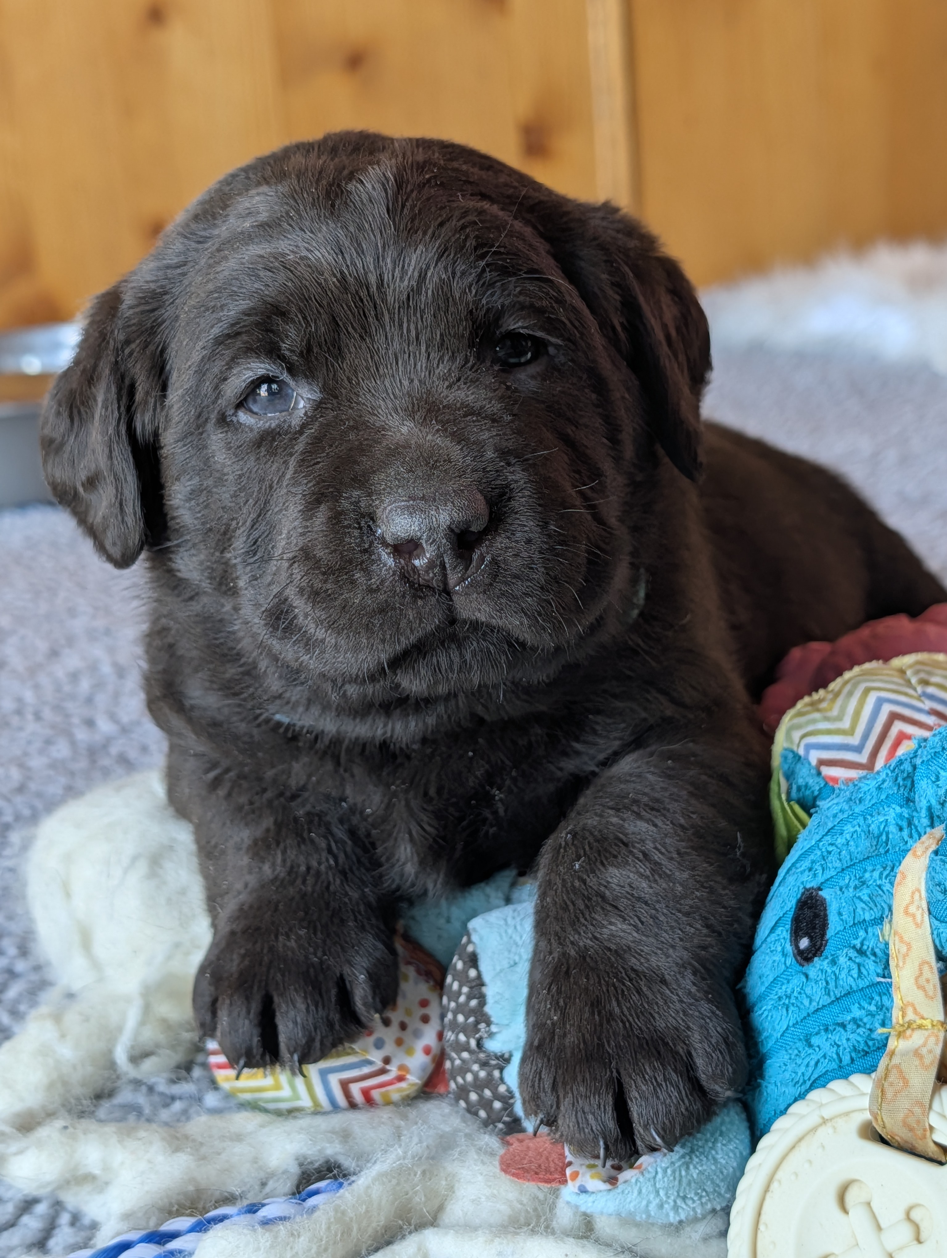 An English Labrador Retriever